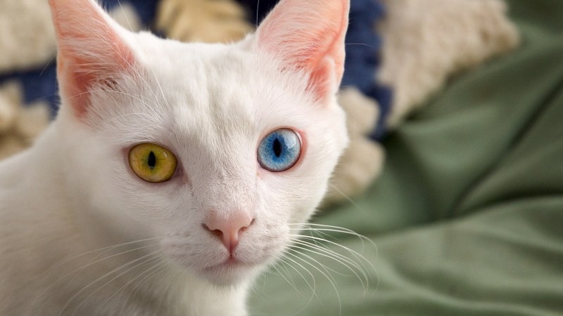 Белый котенок