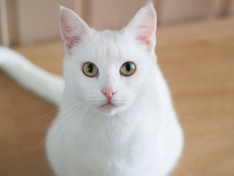 Као мани кошка с голубыми глазами