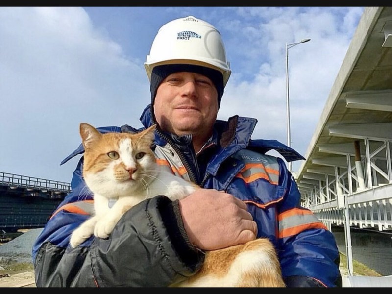 МЕКУЛ кот