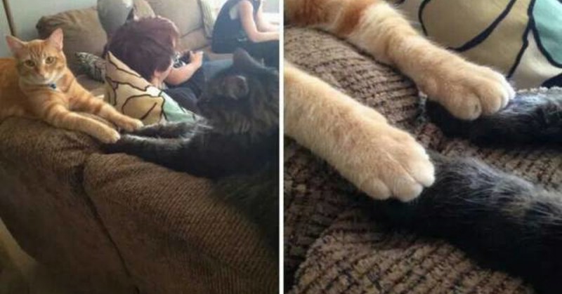 Джеймс Боуэн уличный кот по имени Боб