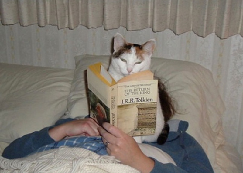 Воспитание котов