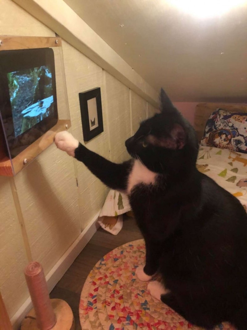 Коты делают Татуировки