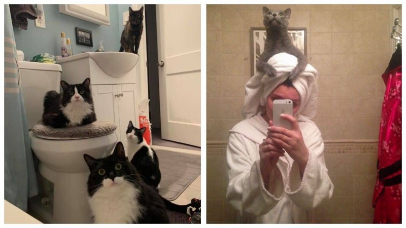 Серьезный кот