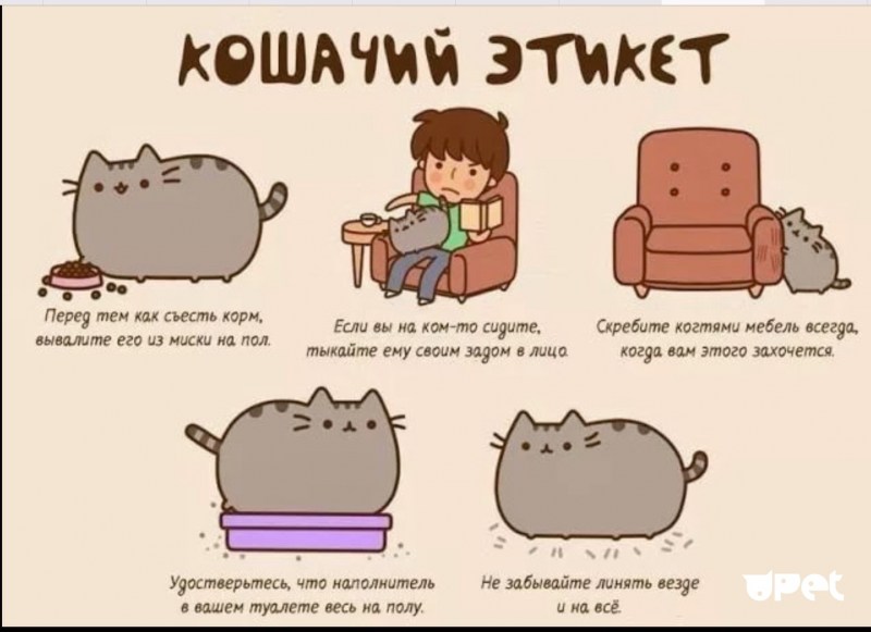 Котики для личного дневника