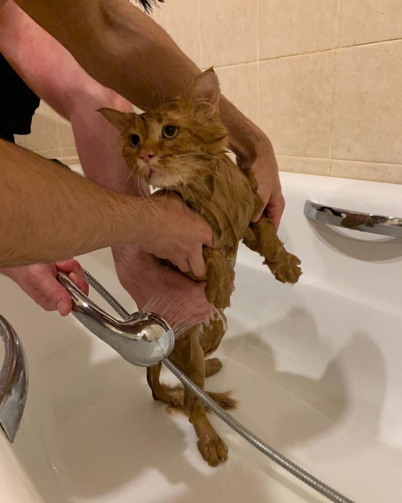 Коты на диване клипарт фото