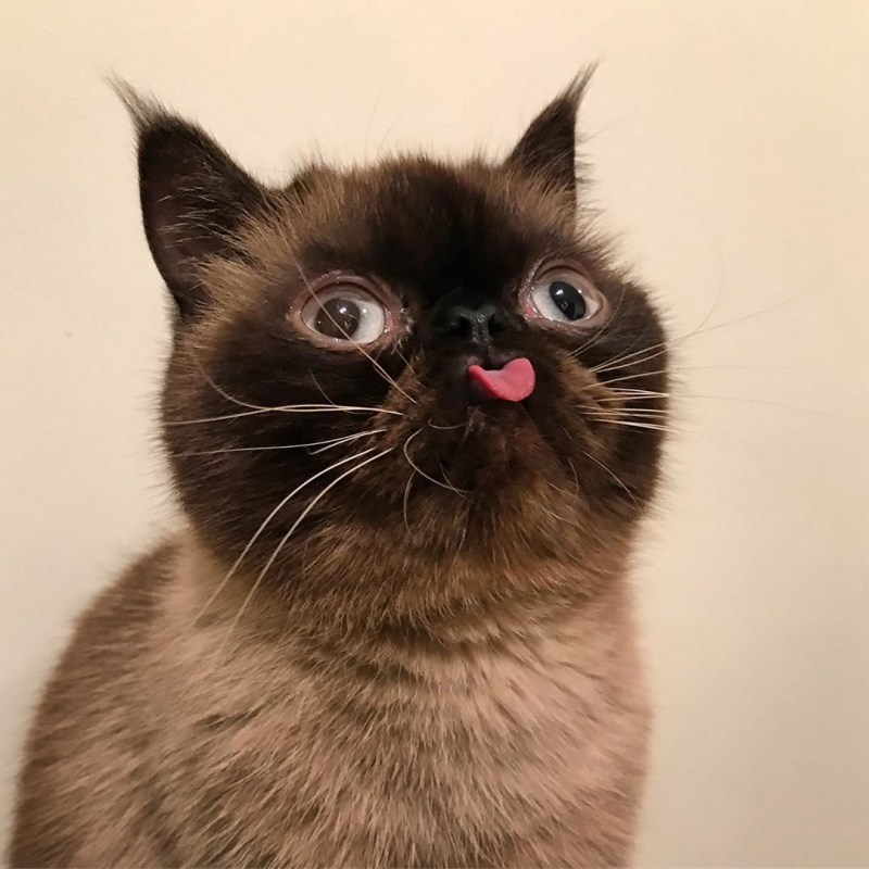 Домашняя кошка белая