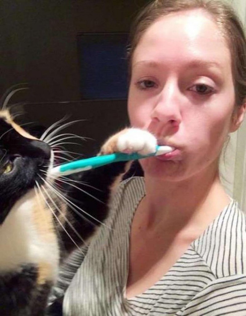 Коты плюются