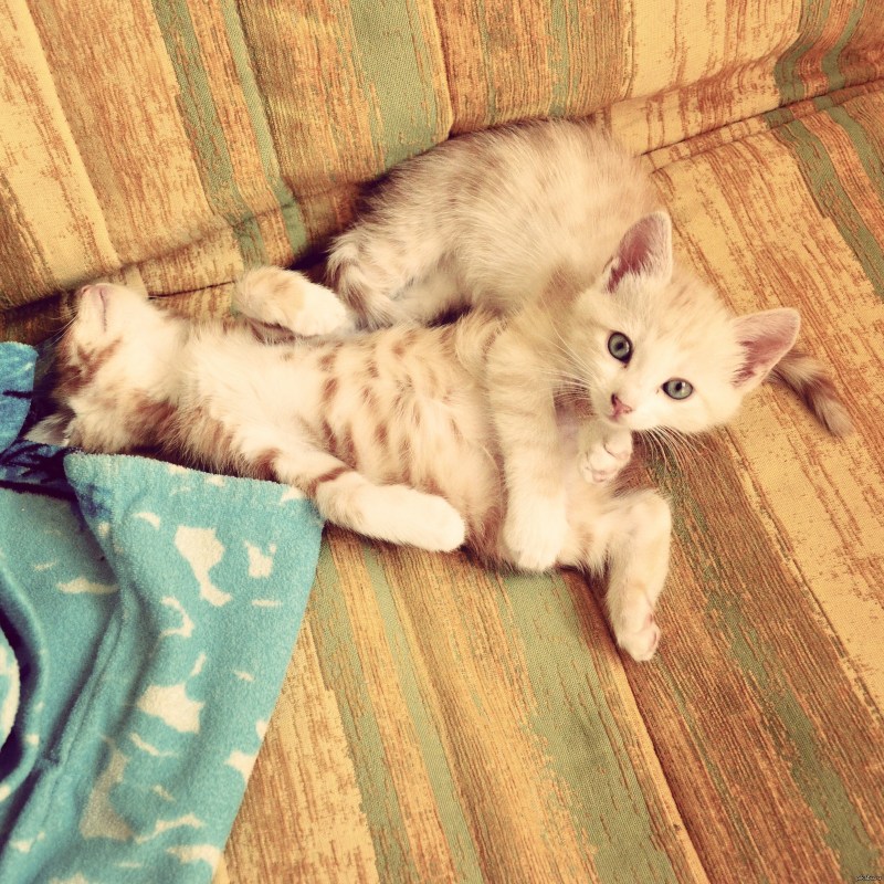 Cat matchings