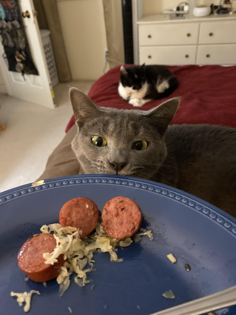 Котик психолог