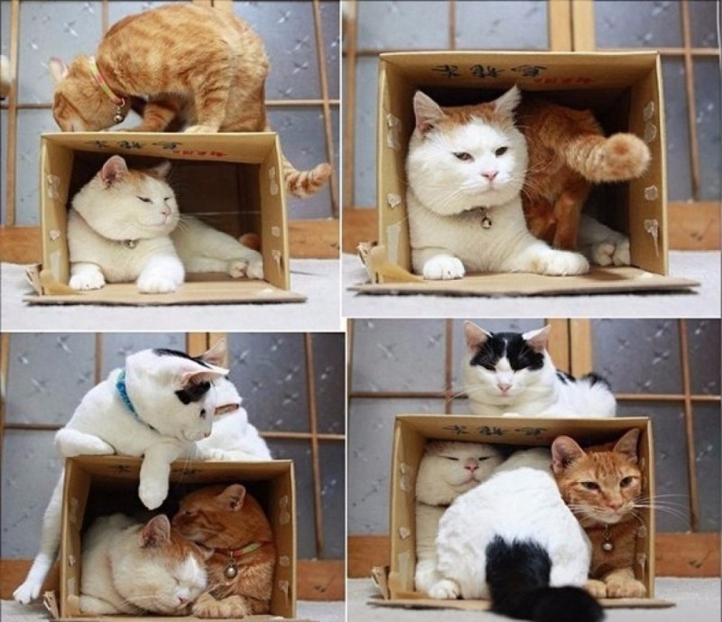 Кошки и коробки