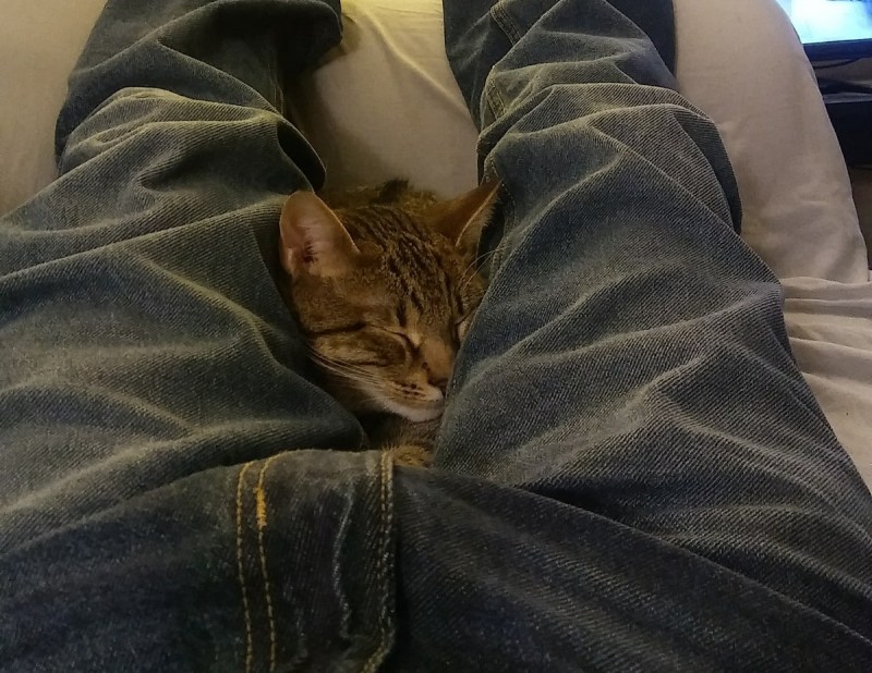 Коты и лично