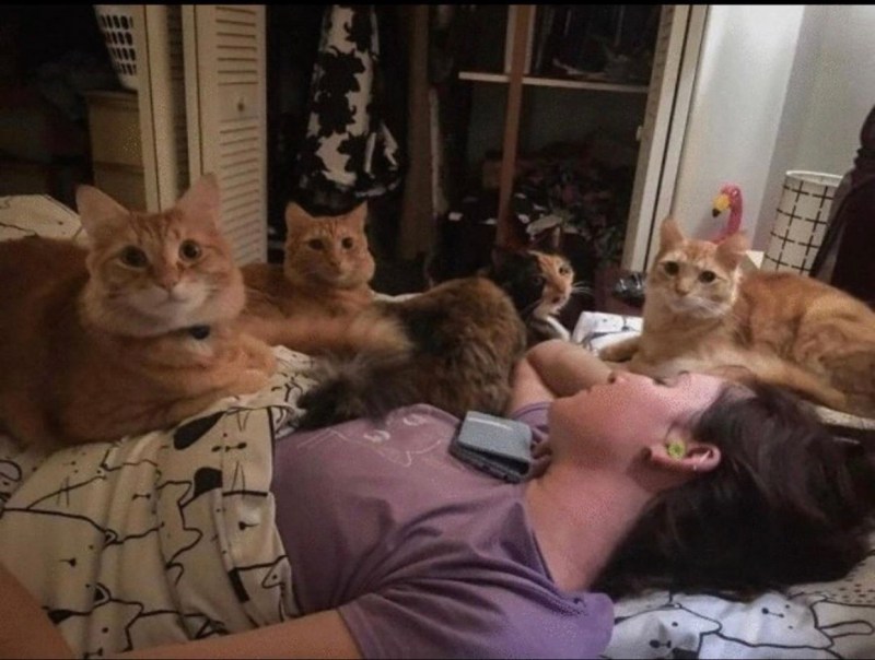 Домашняя кошка милая