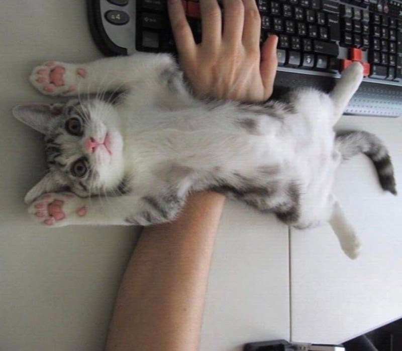 Кот который не любит творог
