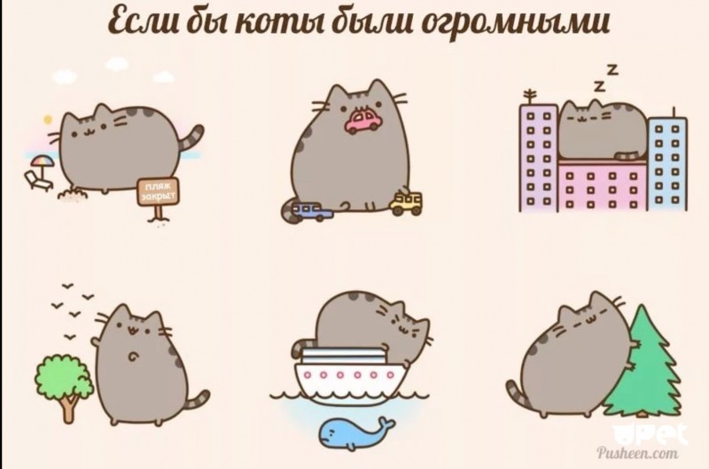 Кот спит в коробке