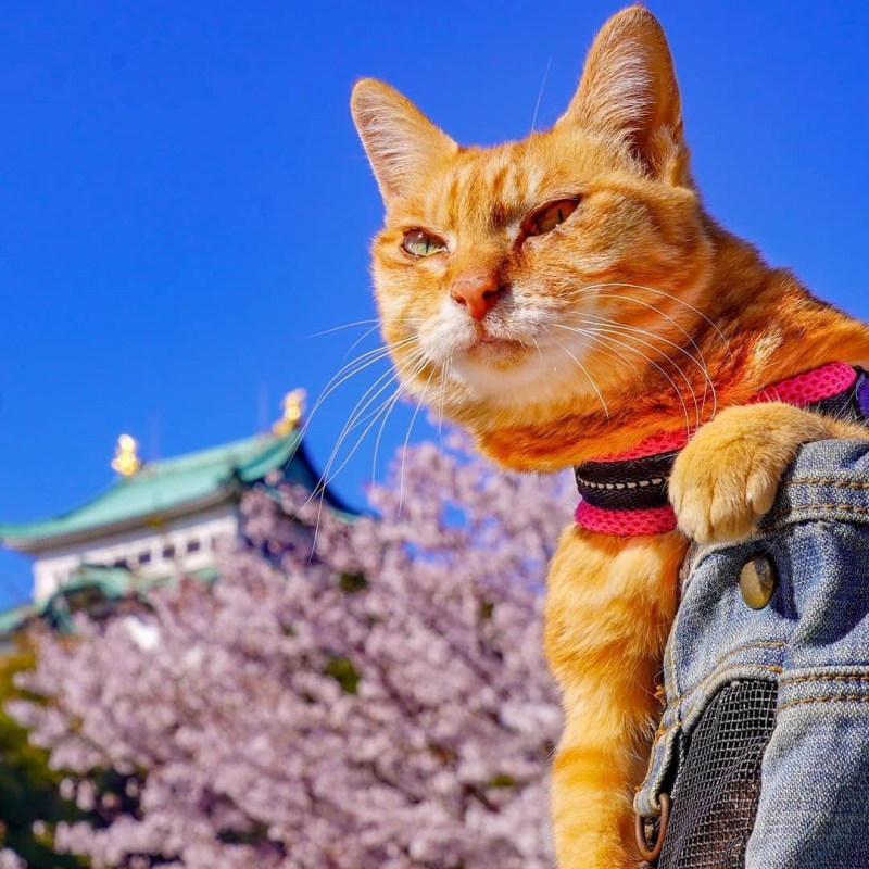 Котята в добрые руки Краснодар