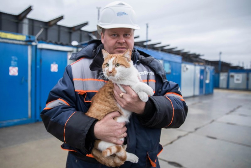 Коты и личное пространство