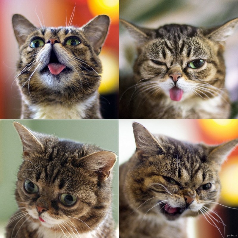 Здоровая кошка