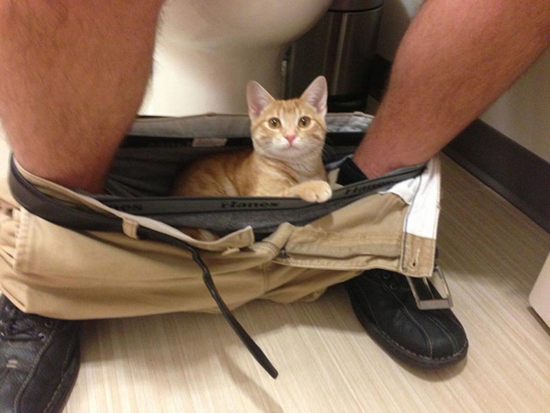 Котик для привлечения внимания