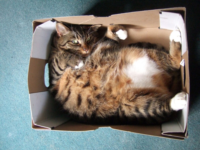 Коты Воители Отмечалка