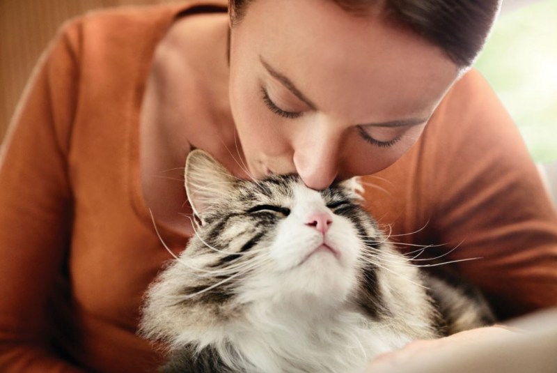 Много котов