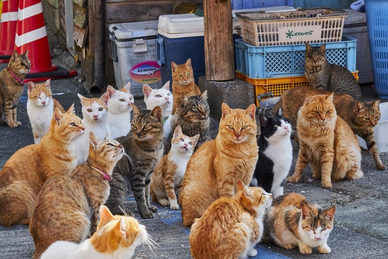 Хорошие коты