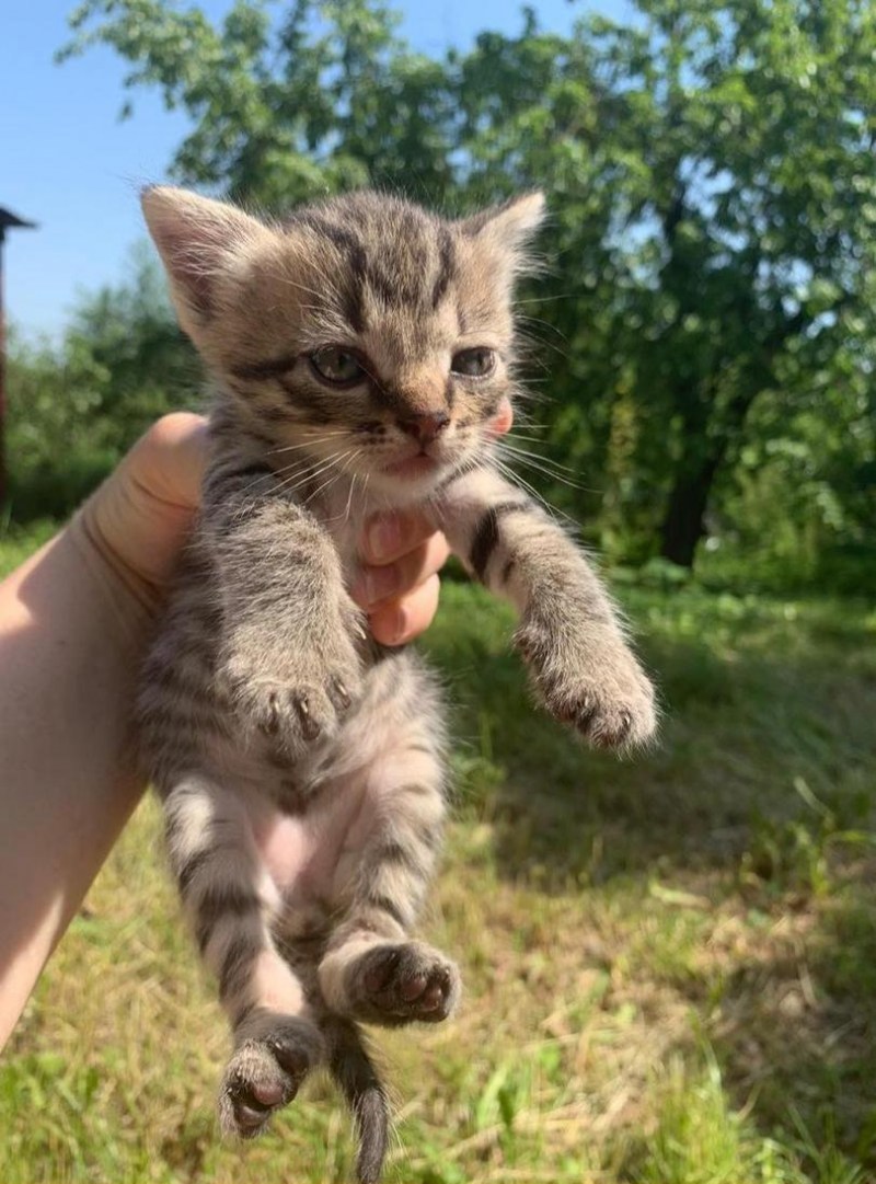 Кошка лежит клубком
