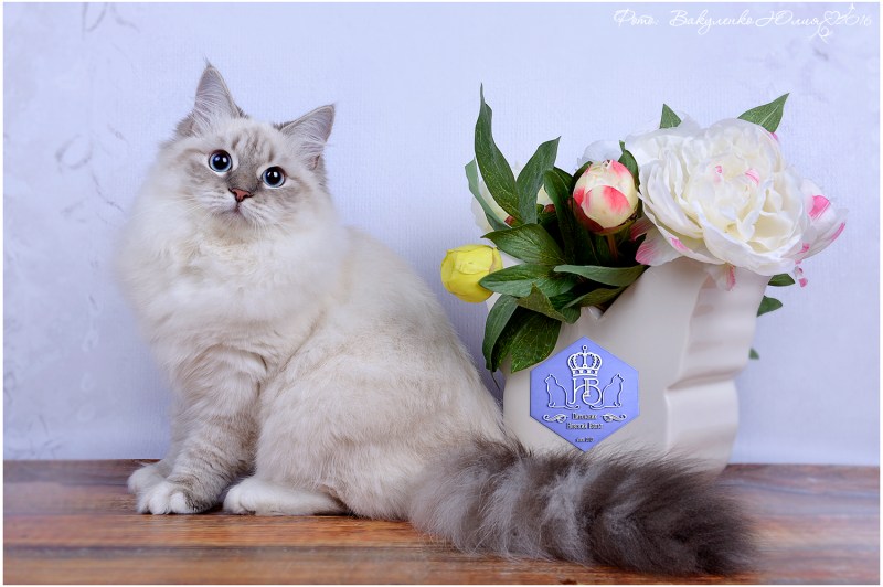Невская маскарадная кошка с котятами