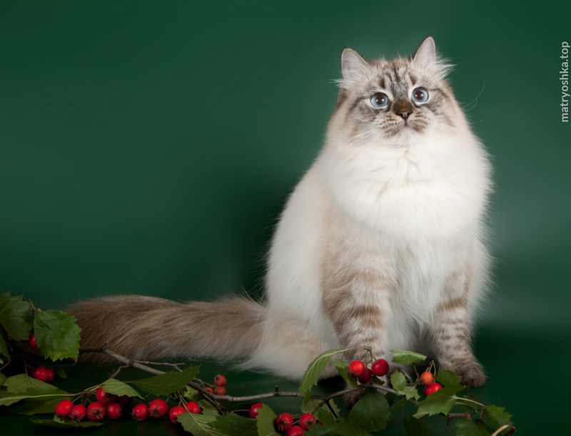 Коты Нибелунги фото цена