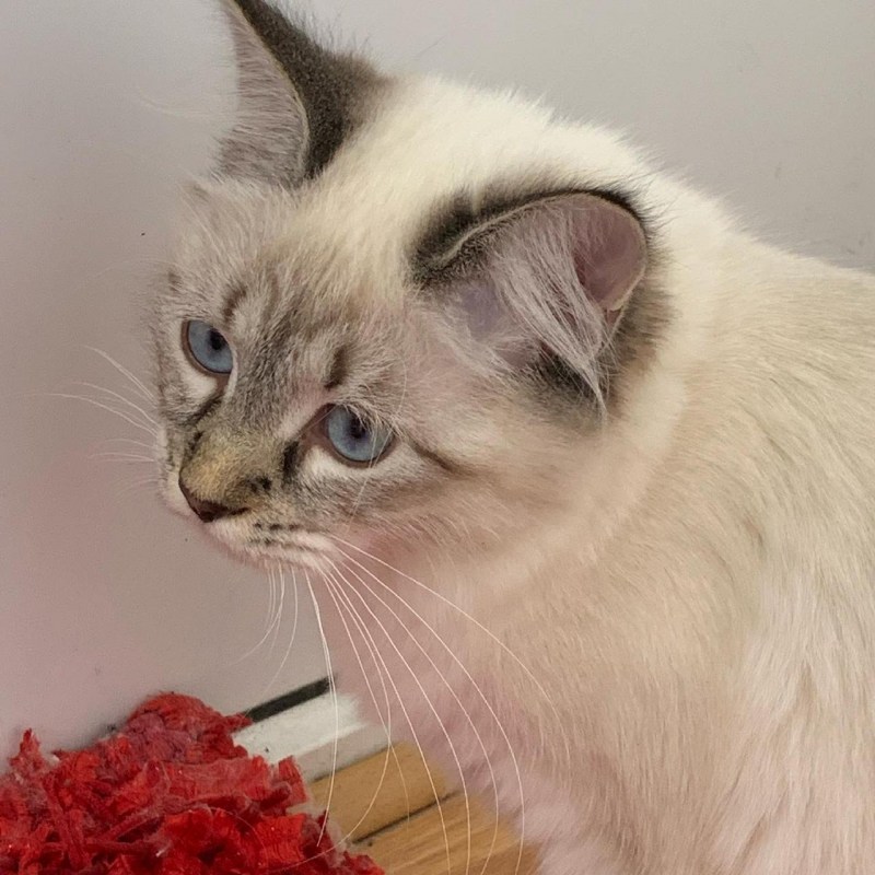 Невские маскарадные коты