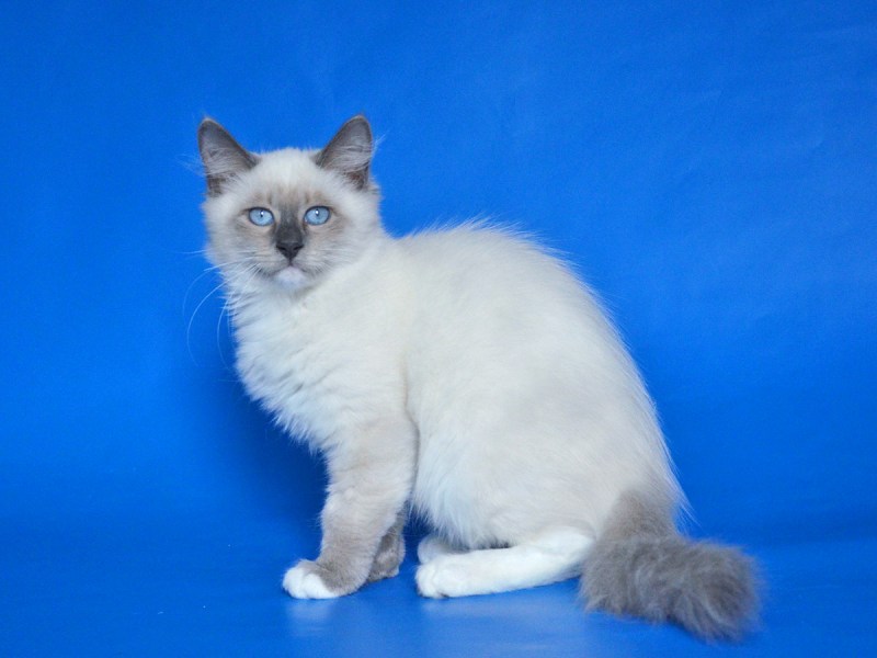 Королевские котики