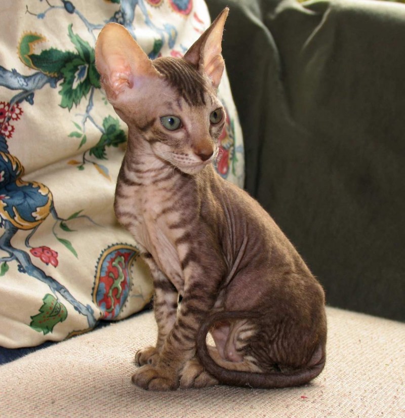 Котята сфинкс браш