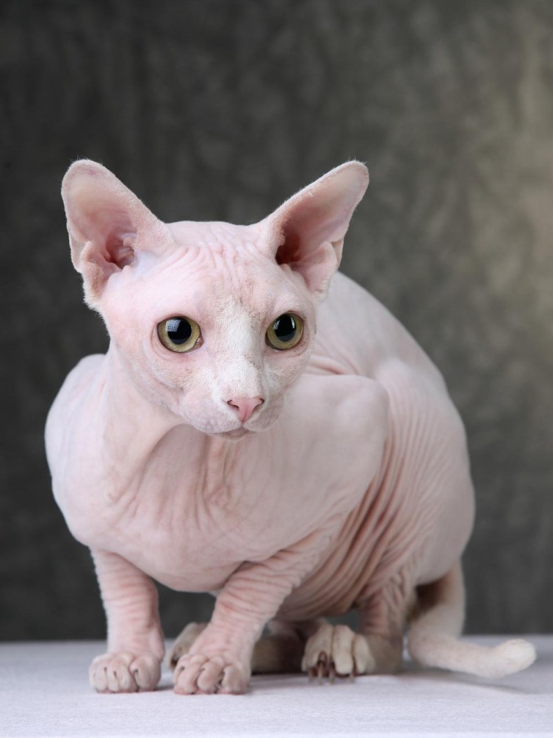 Донской сфинкс короткошерстная