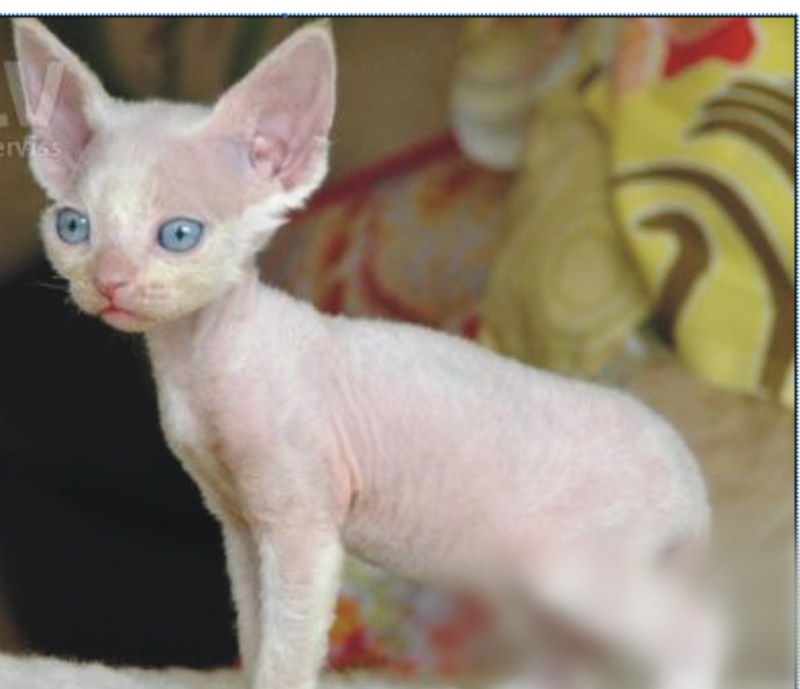 Сфинкс кошка с шерстью котята