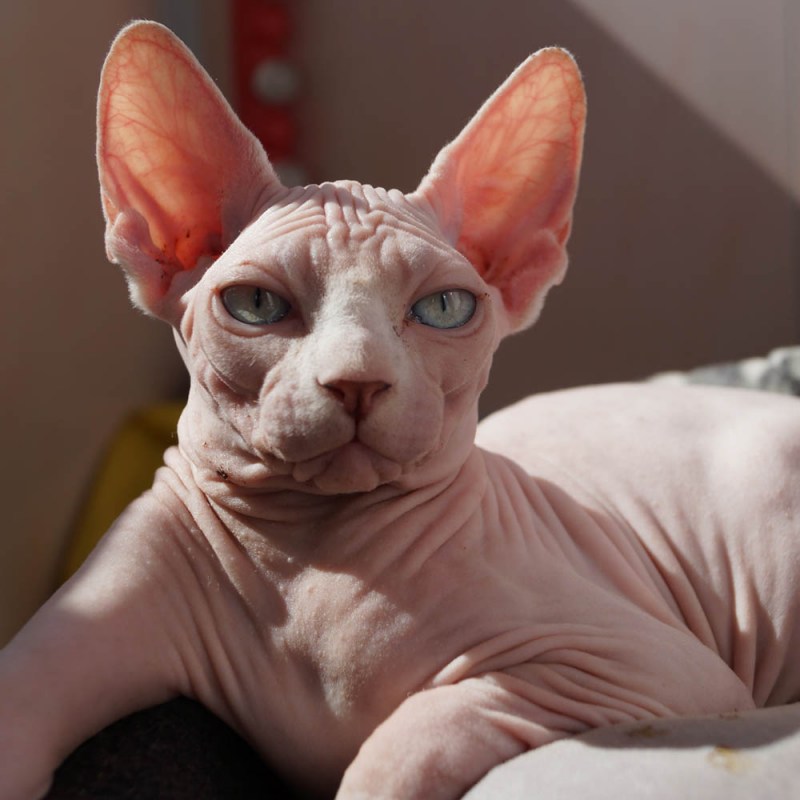 Сиамский кот лысый