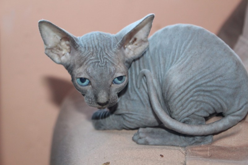 Донской сфинкс Корниш