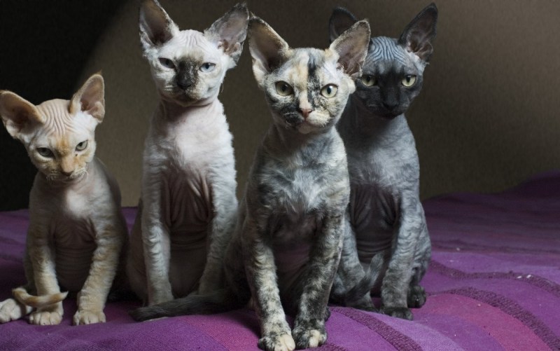Кот Девон рекс