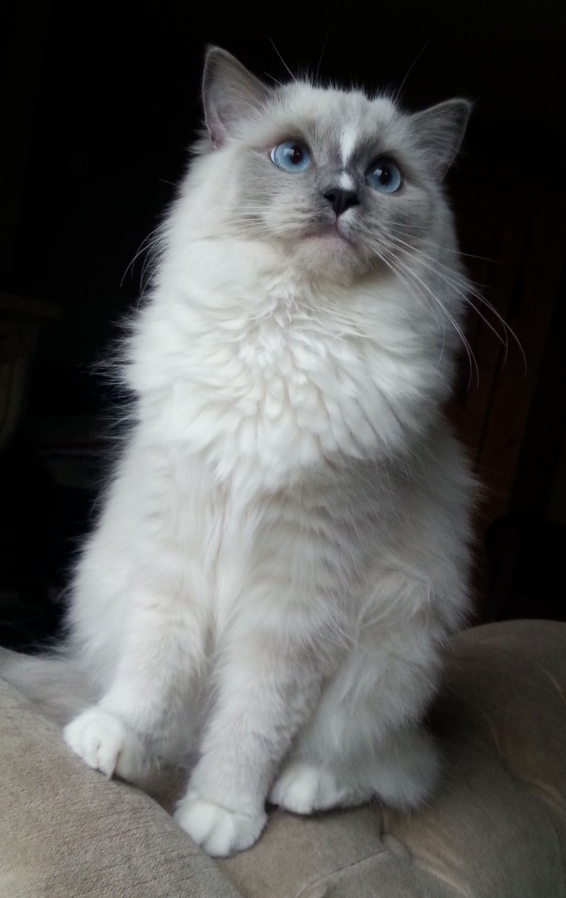 Рэгдолл кошка миттед