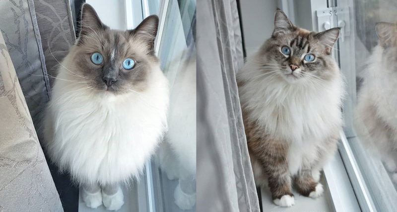 Seal mitted Рэгдолл