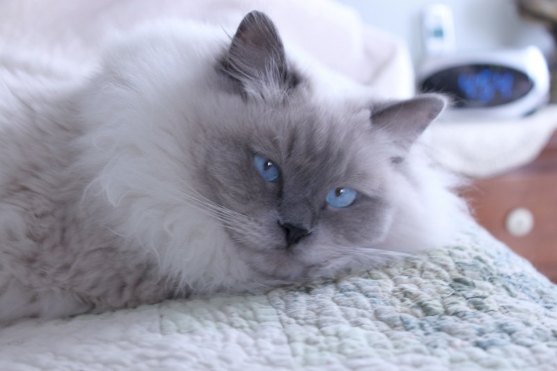 Балинезийский кот длинношерстный
