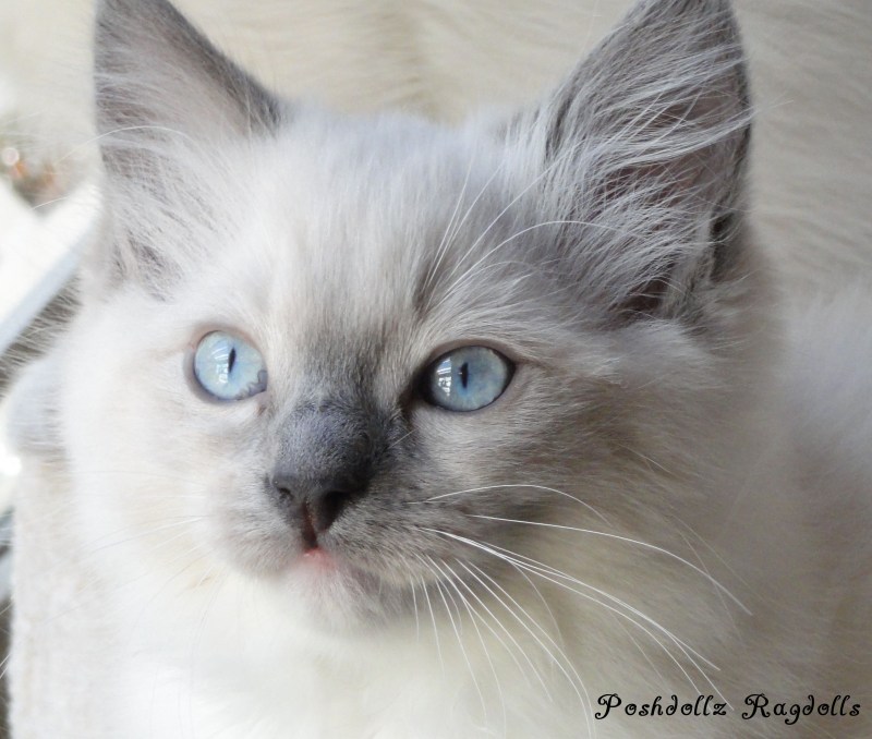 Seal mitted Рэгдолл