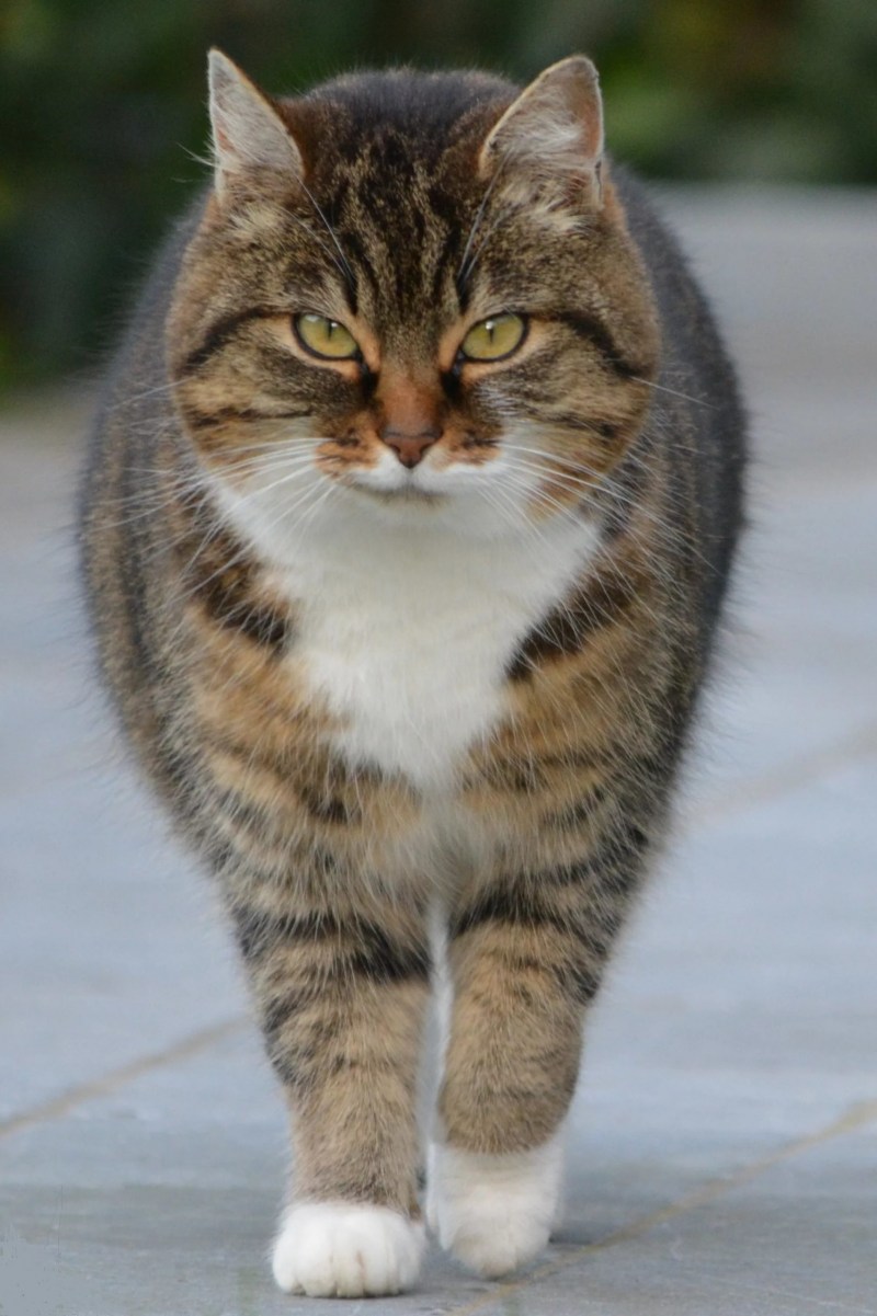 Обычная кошка