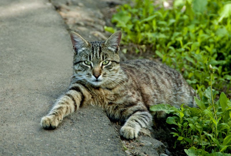 Смешной кот