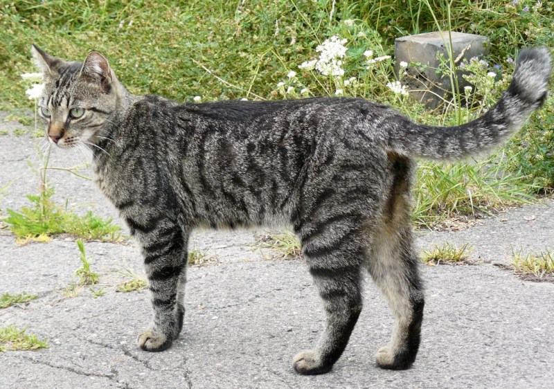 Европейская короткошерстная кошка