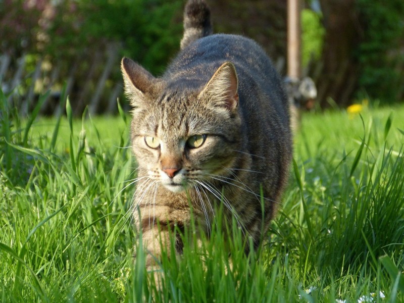 Уличная серая кошка