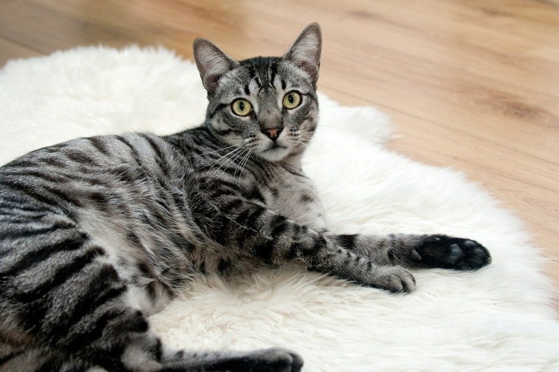 Обычный домашний кот