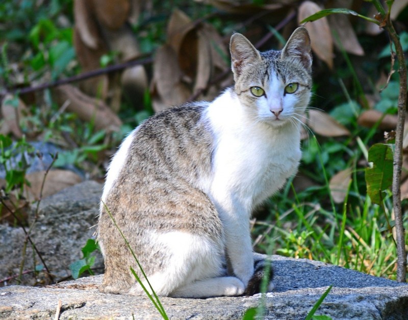 Европейская Лесная короткошерстная кошка