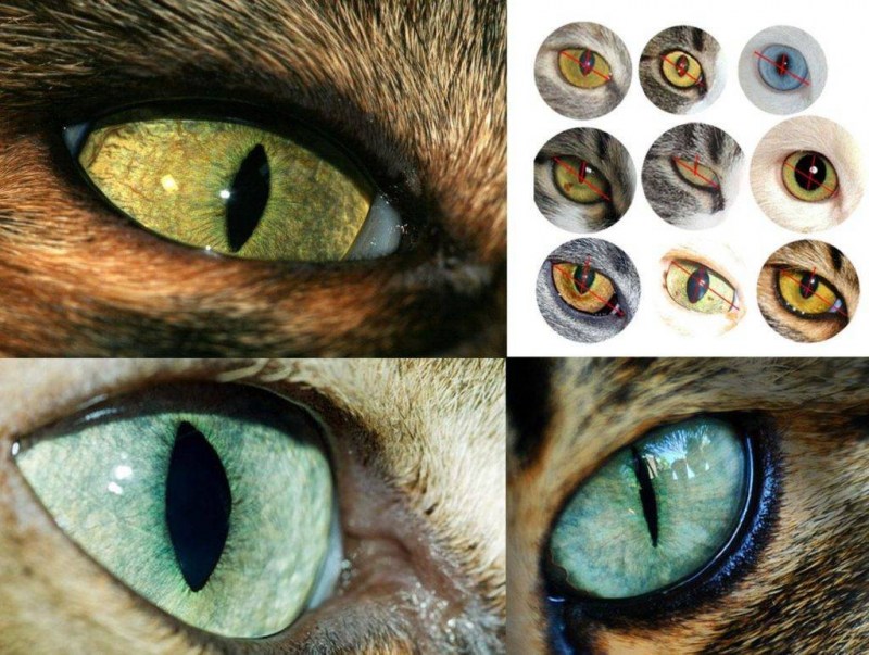Зрачок кошки