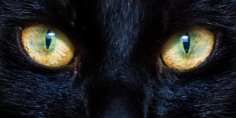 Feline взгляд кошки