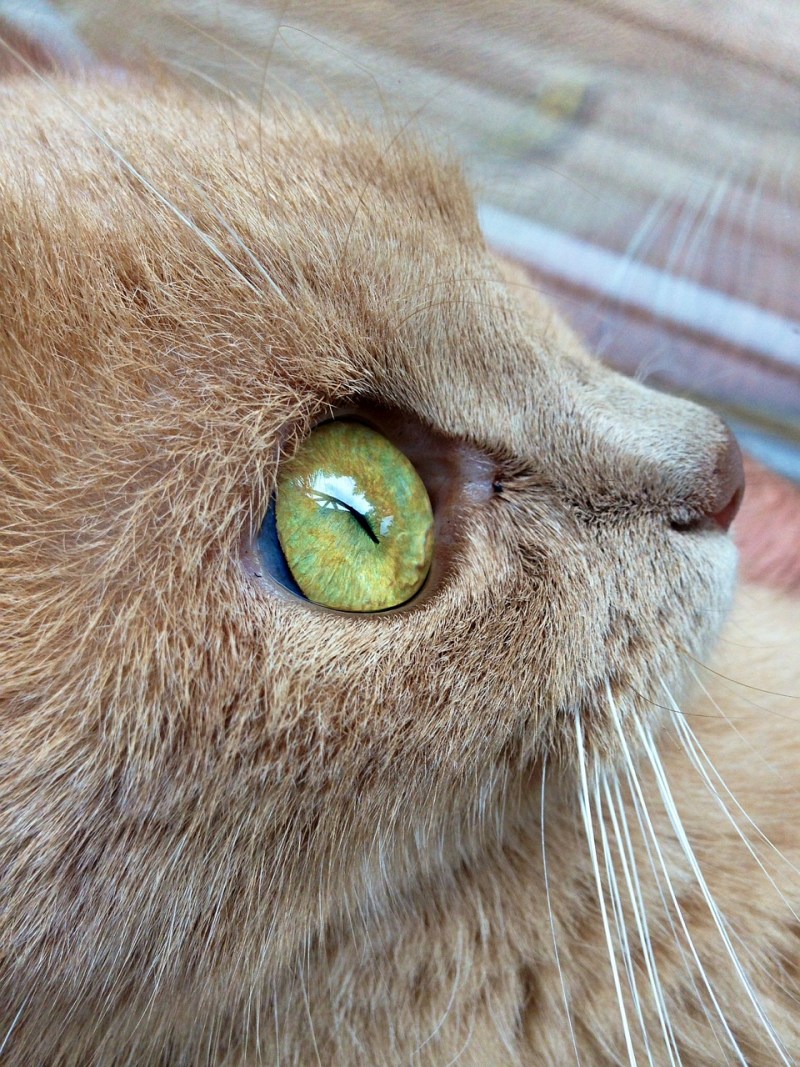Глаза кошки