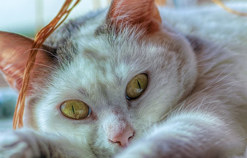 Серые коты с зелеными глазами